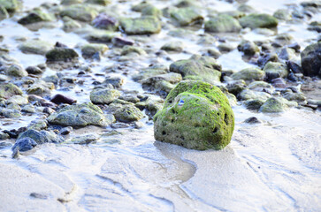 The small stone with lichens which are living things that grow on rocks, trees, branches, trunks, trees, or even the ground.