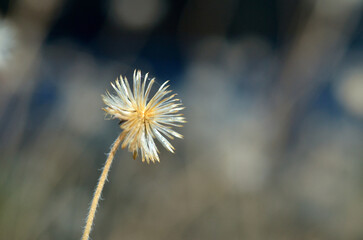 The closeup of the grass flower showed that the winter has come.