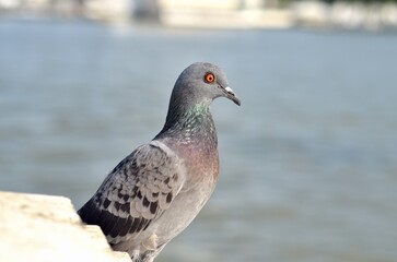 The closeup of the pigeon.