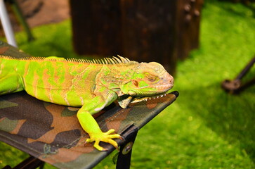 The eguana's sleeping on the chair.