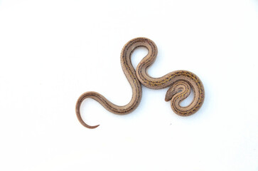 The snake's isolated is on the white background. Oligodon taeniatus, this's a small snake and non-toxic. It will roll the tail and lift to show the red-pink skin under its tail when it feels danger.