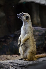 Slender-tailed Meerkat is looking at something. Members of the wild animals of Africa, short head, wide face, and long nose for the benefit of smelling. Around the edge of the eye is a black ring.