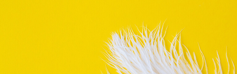White fluffy ostrich feather close up on yellow background with copy space for text, bird feather...
