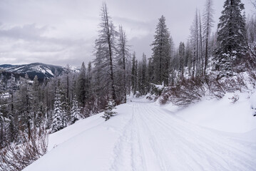 Fototapeta na wymiar Backcountry Snowmobile Trail