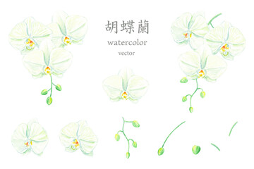 水彩で描く胡蝶蘭のベクターイラストセット