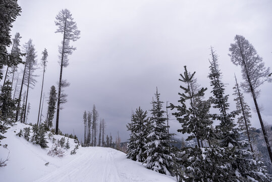 Tall Pine Trees Over Backcountry Recreation Route