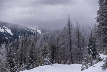 Low Clouds Rolling Over Frosted Forest