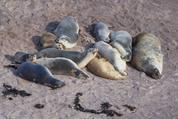 Australian Sea Lions (Neophoca cinerea) - Point Labatt Sea Lion Colony, South Australia
- with an estimated population of only 14,000, they are listed as "Endangered"