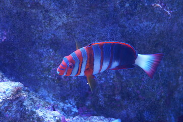 カラフルな海水魚　シチセンベラ　ハーレクインタスクフィッシュ