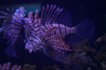 ハナミノカサゴ