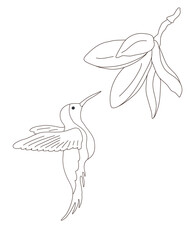 Hummingbird with plumeria, stylish combination isolated set, ink sketch illustration. Bird background colibri tropical silhouette art.