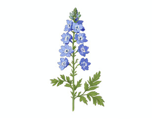 Obraz premium a delphinium flower isolated on white 