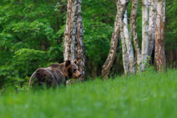 Brown bear (Ursus arctos) walking among birch trees in spring forest, alert expression, thick fur, natural habitat, wild nature, peaceful wildlife scene, soft light, blurred green background.