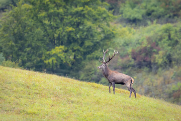 Red deer (Cervus elaphus) standing alert in green forest clearing, soft spring light, detailed fur, natural habitat, peaceful wildlife scene, grazing, vertical composition, blurred background.