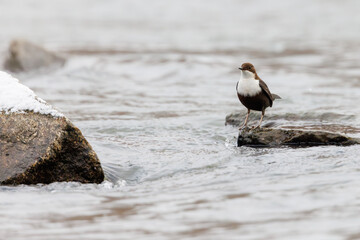 White-throated dipper, ( Cinclus cinclus )  sitting on a stone in the river. 