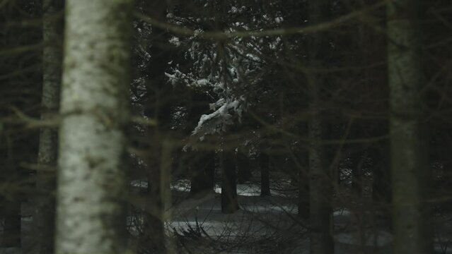 Tree trunk and branch in danse dark winter forest focus on background