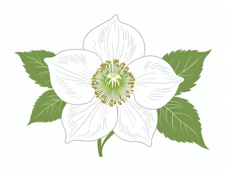 Hellebore flower isolated on white