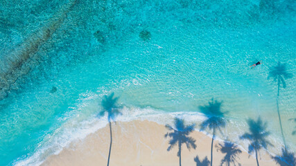 Summer palm tree  and Tropical beach with  Aqua waves and coconut palm shadow on blue background.
