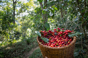 Ripe, juicy red Arabica coffee beans show good coffee quality.