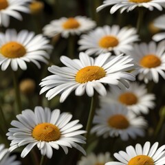 Obraz premium White daisies on a background of green grass close-up