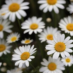 Obraz premium White daisies in the garden. Chamomile field.