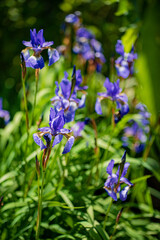blue irises in the garden