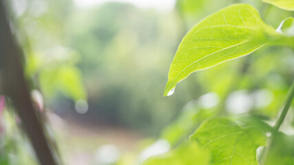 green leaves in the rain