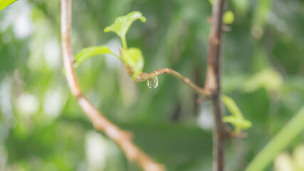 A photograph of a water droplet from a plant.