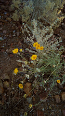 Desert marigold plant, grown in a garden in Las Vegas, Nevada, USA. 