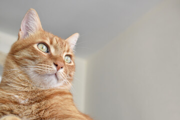 Ginger cat smiling. Happy tabby cat sitting at home. Close up cat face. Copy space. 