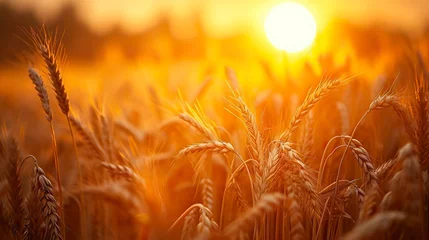 Crédence de cuisine en verre imprimé Brique Peaceful scene of wheat field at sunrise