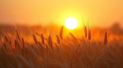 Peaceful scene of wheat field at sunrise