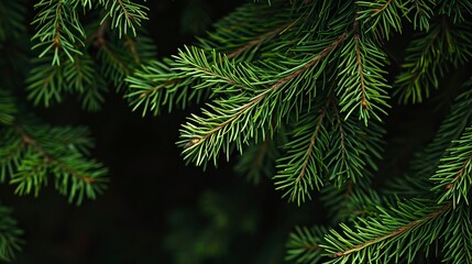 Photo of bright green pine needles set against dark shade