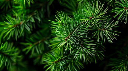 Fototapeta na wymiar Photo of bright green pine needles set against dark shade