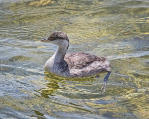 Hoary-Headed Grebe (Poliocephalus poliocephalus) swimming alongside the Port Broughton Jetty, South Australia