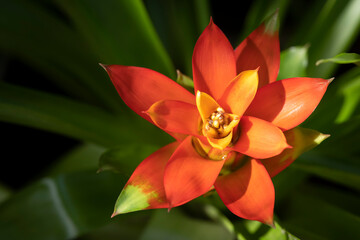 Close-up of vivid orange bromeliads flower blooming with natural light in the tropical garden on green leaves background.