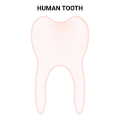 Human Tooth Science Design Vector Illustration Diagram