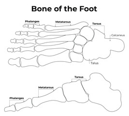 The Bone of The Foot Science Decign Vector Illustration Diagram