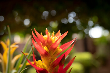 Close-up of vivid orange bromeliads flower and yellow pollen blooming with natural light in the tropical garden on a bokeh background.