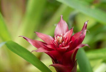 Close-up of red bromeliads flowers blooming with natural light in the tropical garden on a blurred green background.