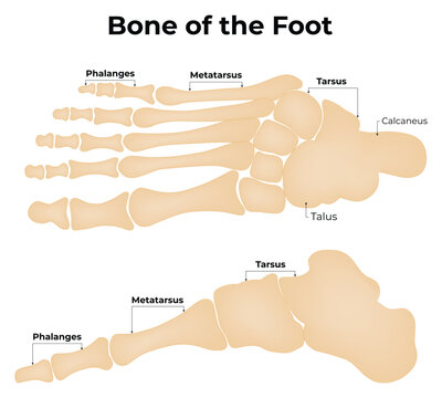 The Bone of The Foot Science Decign Vector Illustration Diagram