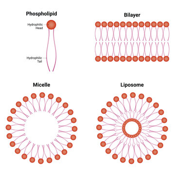 Phospholipid Bilayer Micelle Liposome Science Design Vector Illustration