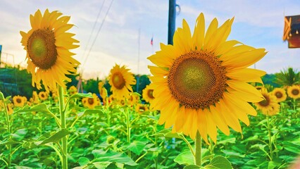 Sunflowers bloom brightly in a summer field under the blue sky, surrounded by lush greenery and nature's beauty