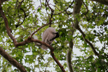 Australian white ibis in Sydney