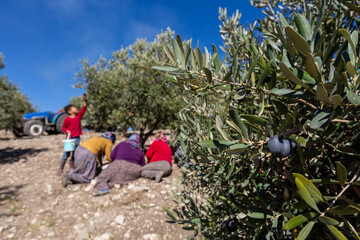 The olive harvest is collected to be served as olive oil and olives on the table.