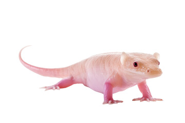 Cute Axolotl Isolated On Transparent Background