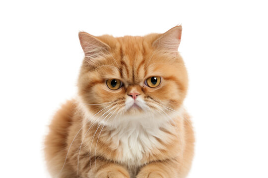 Beauty in a Cat Isolated On Transparent Background