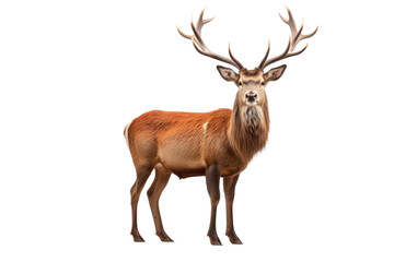 The Beautiful Red Deer Stag Isolated On Transparent Background