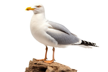 Seagull Beauty at Rest Isolated On Transparent Background