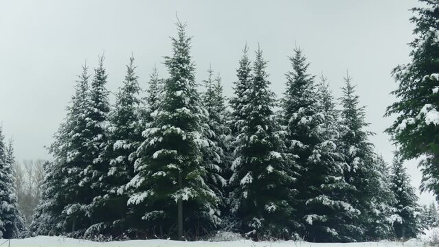 Group of snow covered fir tree christmas forest winter low angle